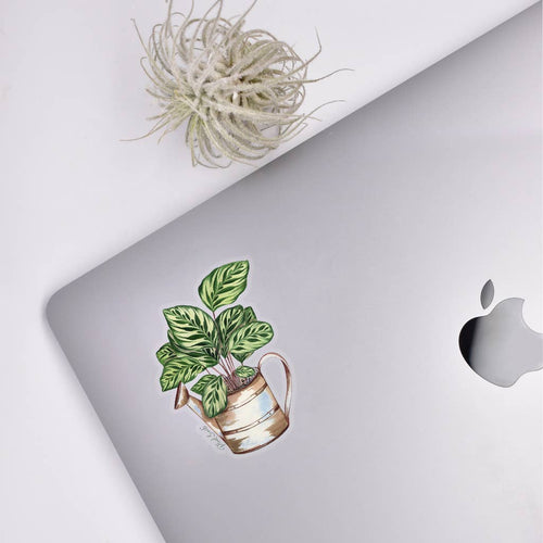 Calathea Clear Sticker