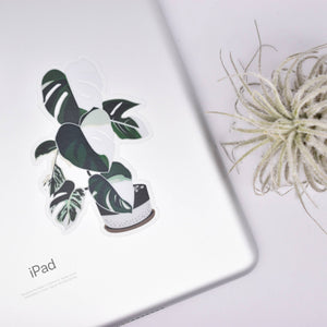 Monstera Variegata Clear Sticker