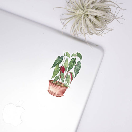 Begonia Clear Sticker